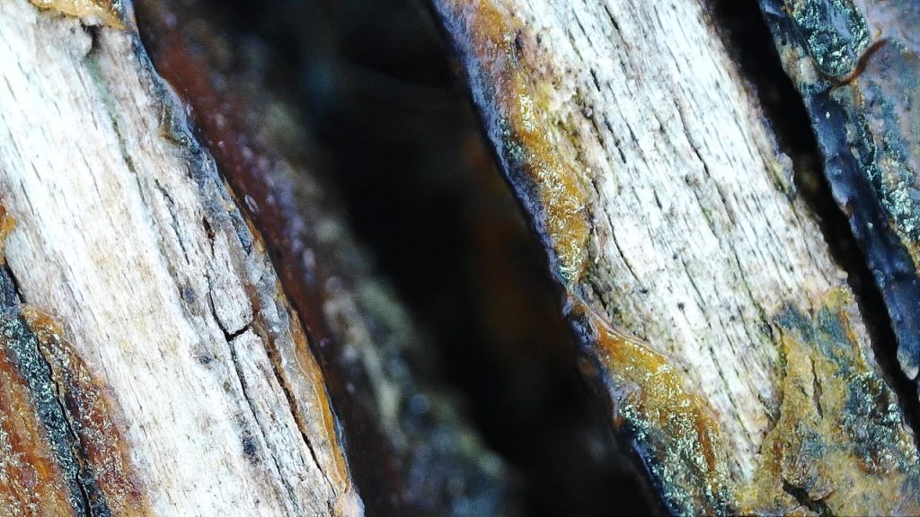 a deep crack in the wood where the varnish has also come away in areas

