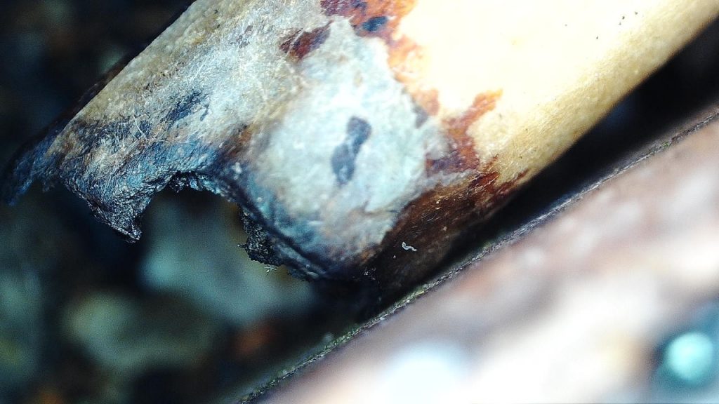smoked end of a cigarette