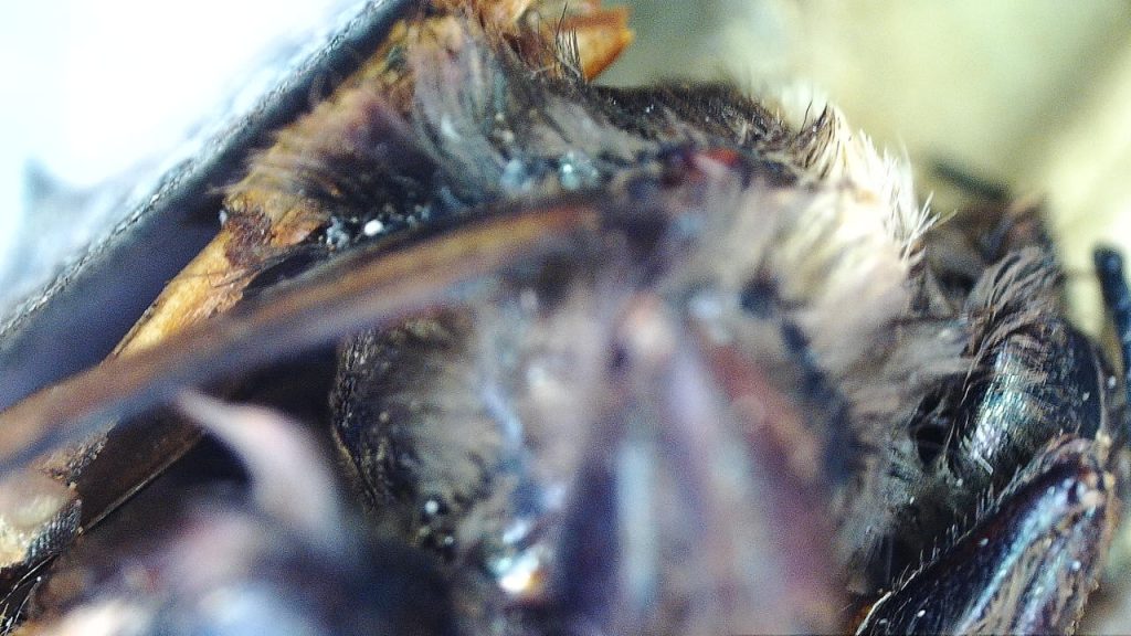 dead bumblebee