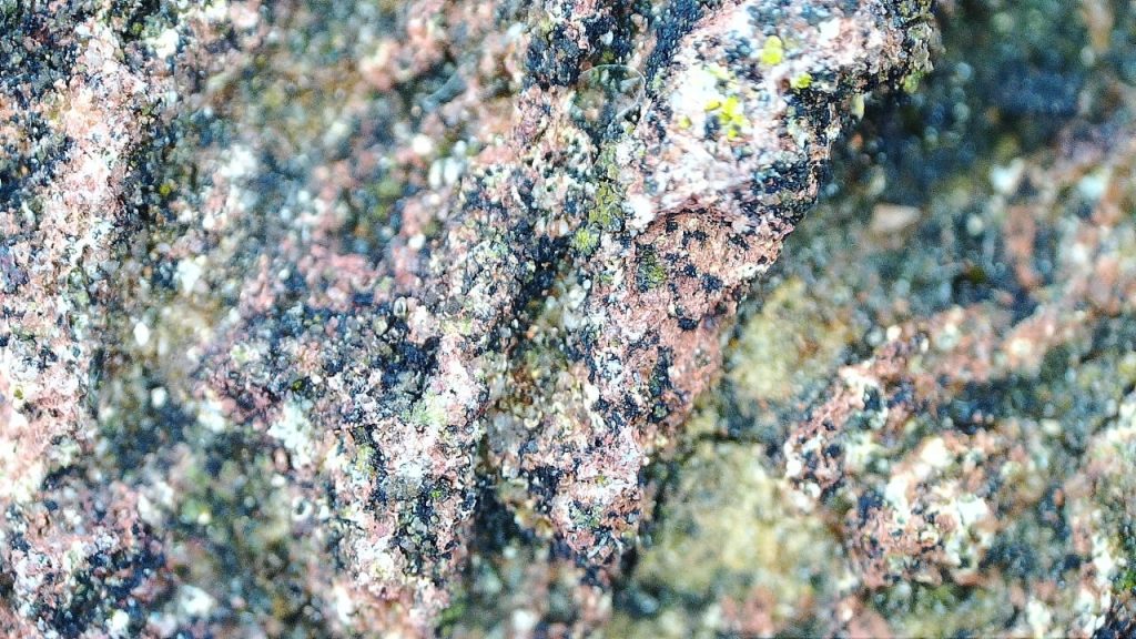 lichen on the top surface of the wall
