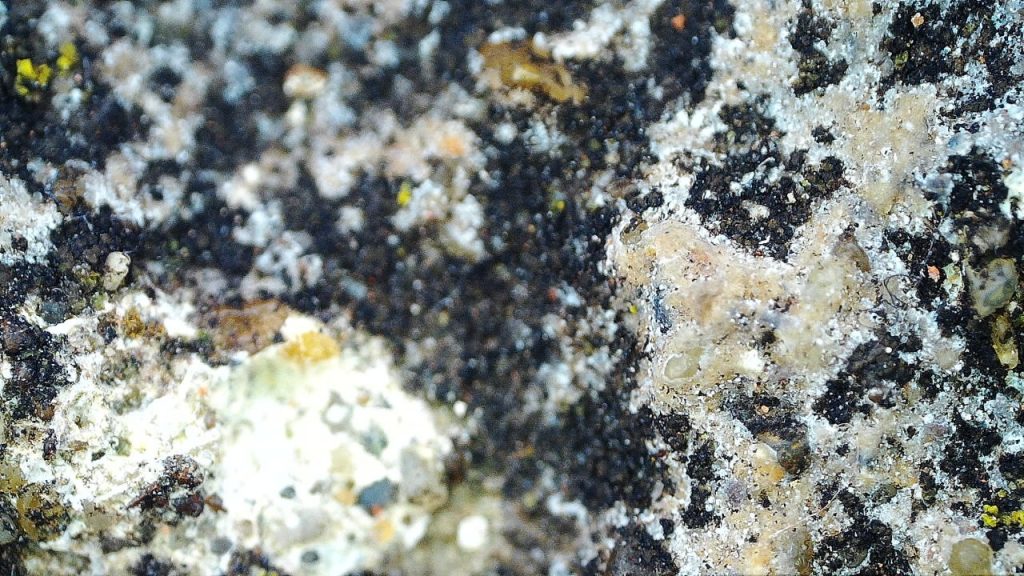 lichen on the top surface of the wall