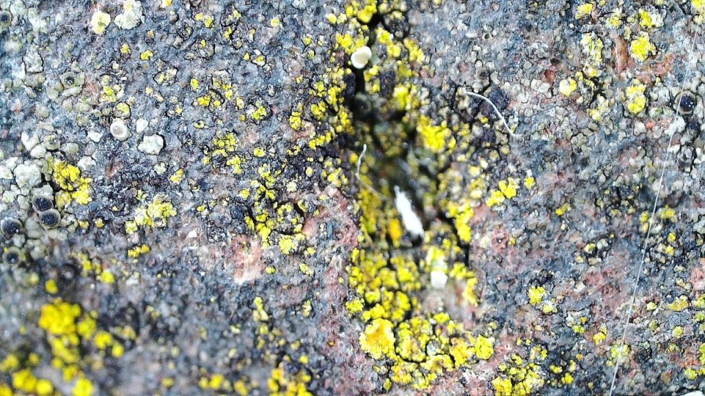 lichen on the top surface of the wall