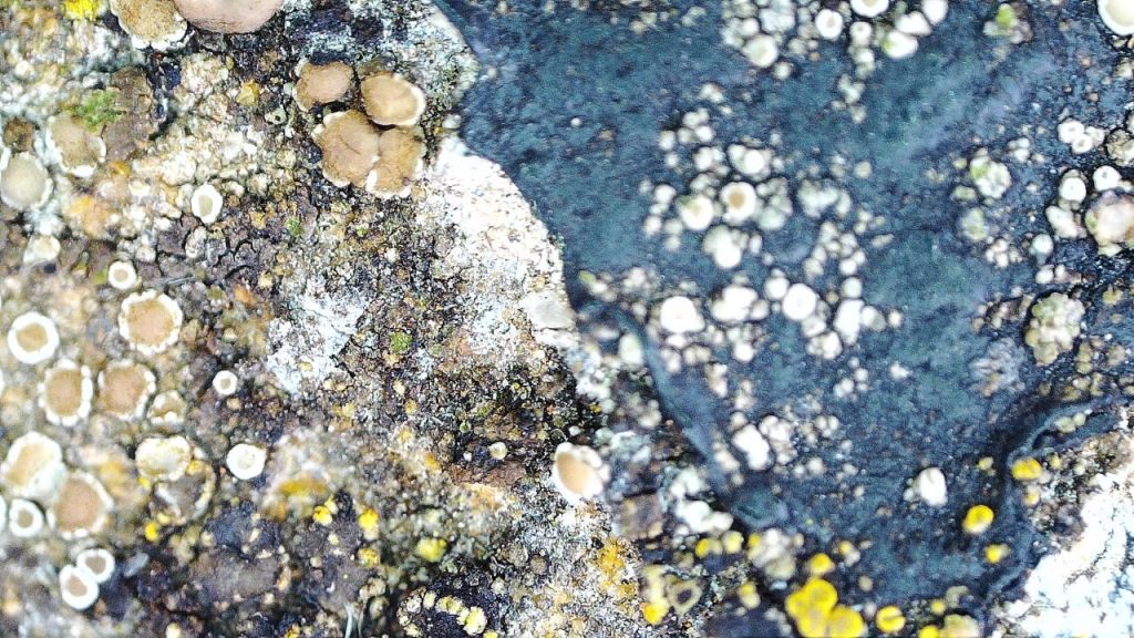 lichen on the top surface of the wall and some black paint