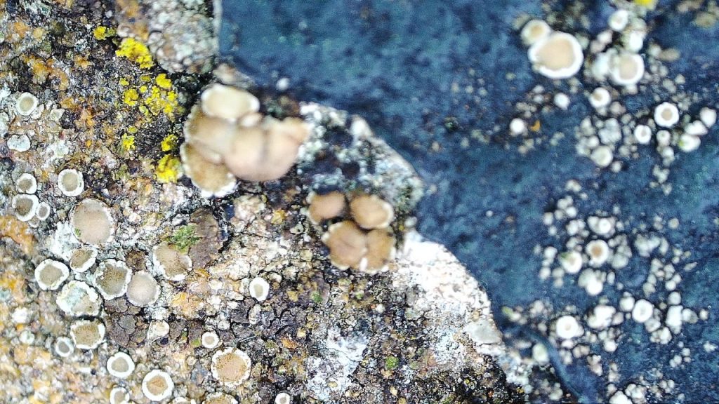 lichen on the top surface of the wall