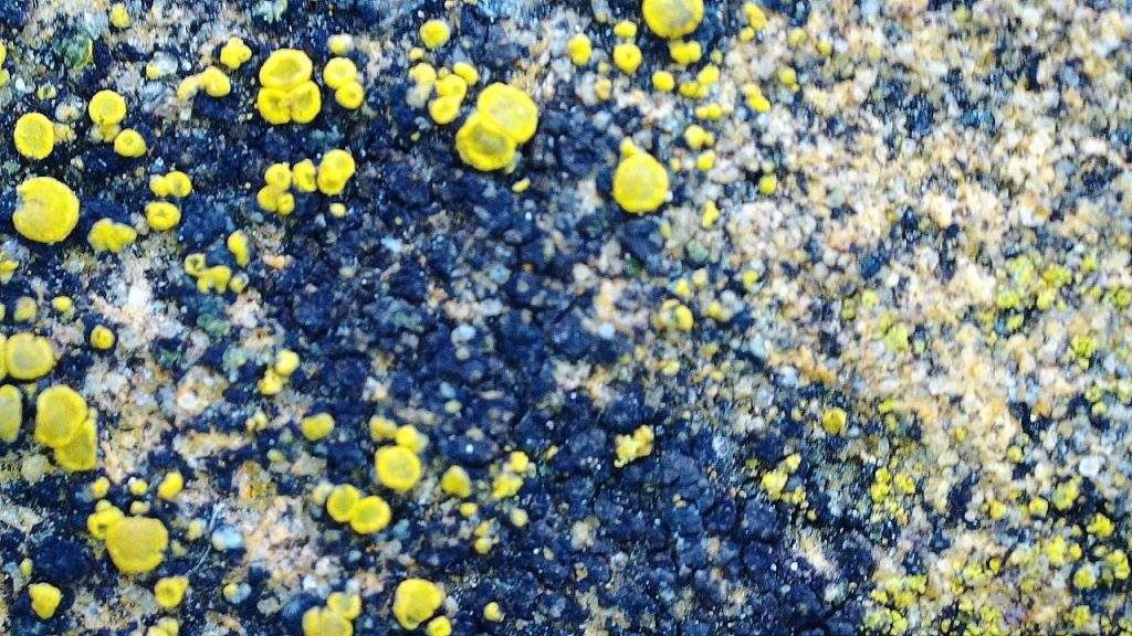 lichen on the top surface of the wall