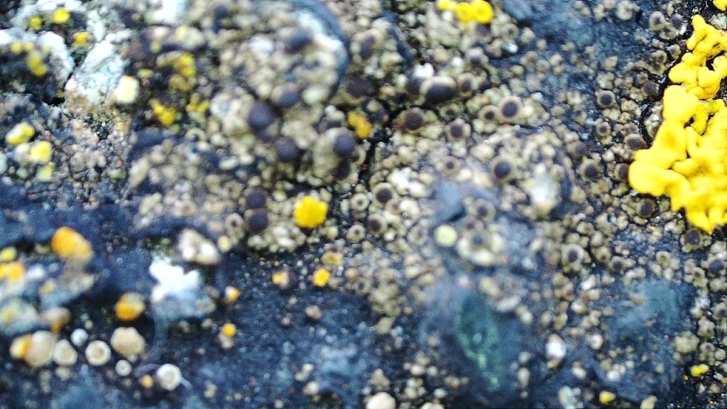 lichen on the top surface of the wall