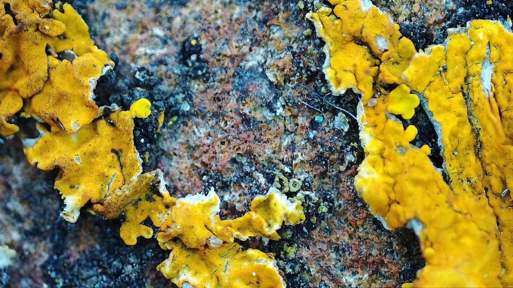 lichen on the top surface of the wall