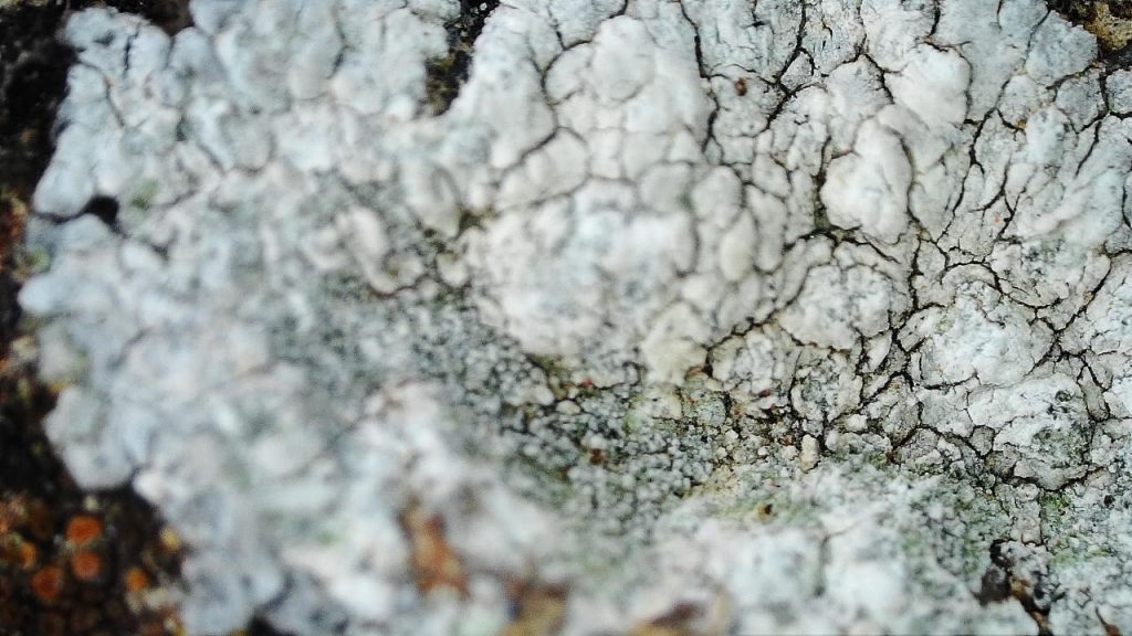 lichen on the top surface of the wall