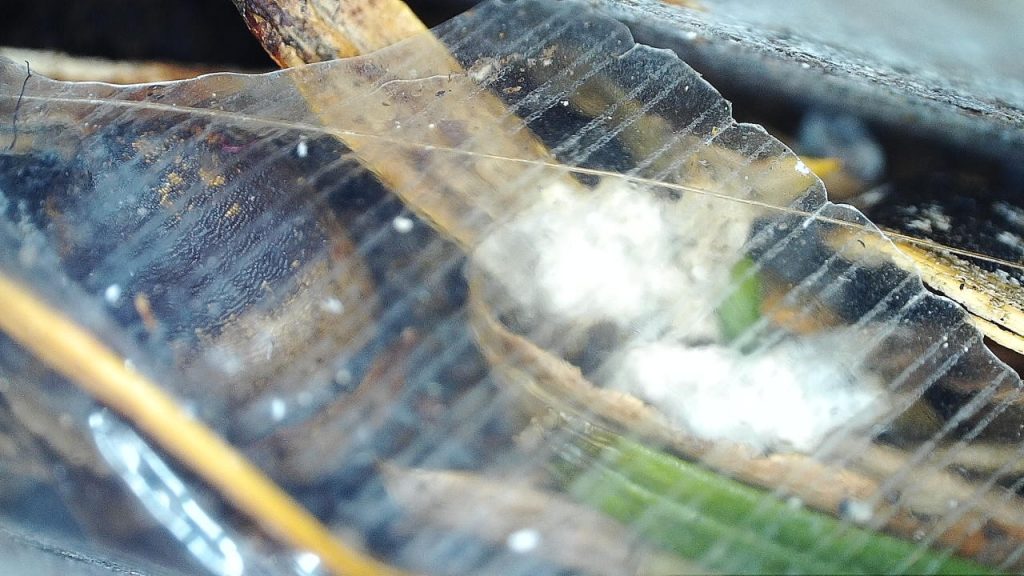 the crimped edge of a clear plastic food wrapper