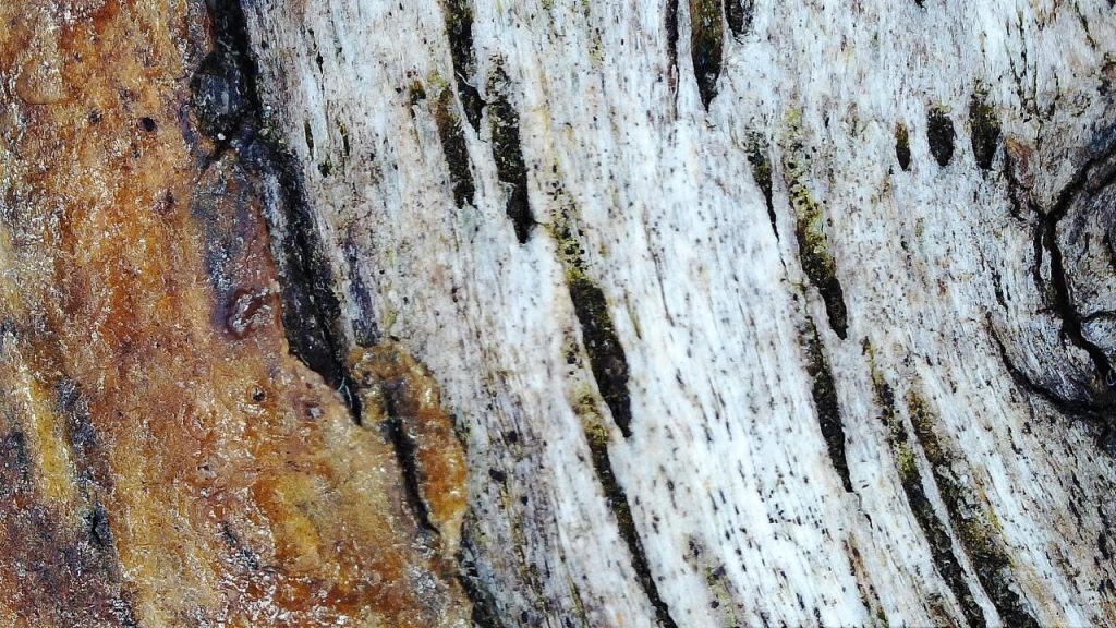 the weathered wood where the varnish has come away
